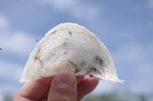 泰国产燕窝吗,探寻泰国产燕窝的独特魅力与营养价值